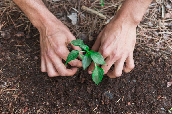 Plant tree